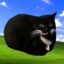 Maxwell Cat icon