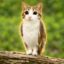 Meowl icon