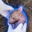 Little Survivor icon