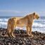 The Nietzschean Lioness icon