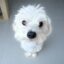 강주 icon