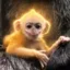 The Bonkey icon