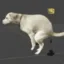 dogshit icon