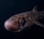 Lantern Shark icon