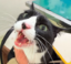 Onigiri kun icon
