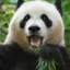 Langyue icon