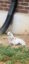 Albino Squirrel icon