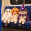 Catoween icon