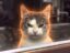 Angry Cat icon