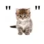 "cat" icon