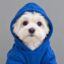 Dog In Hoodie icon