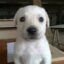 White Puppy icon