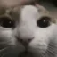 Ramcat icon