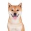 Actual Inu icon