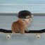 catonboard icon