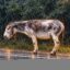 The Donkey in Pain icon