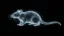 Rat Brain icon