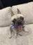 The Dogg icon