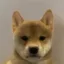 Just a Inu icon