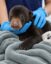 The Sisyphean Bear icon