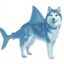 sharkdog icon