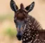 The Polka Dot Zebra icon