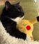 Pikachu Cat icon