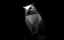 Cyber Owl icon