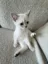 Mimi icon