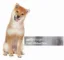 Stock Inu icon
