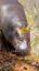 The pygmy hippo icon