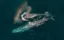 Saving Our Seas icon