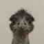 Emu icon