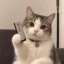 Ledger Cat icon
