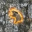 The Nietzschean Bear icon