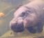 หมูเลมอน icon