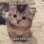 there is no meme, ily icon