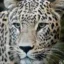 Goofy The Leopard icon