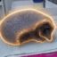 Ollie icon