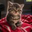 The Plotting Cat icon