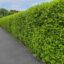 The Hedge icon
