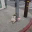 Kentucky Fried Cat icon