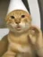 Beatbox Cat icon