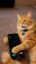 Bitcat icon