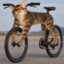 BIKE CATE icon