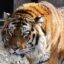 Justice for Sandokan icon