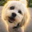 Justice for Teddy icon