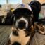 SNUGGLES GOING VIRAL AGAIN icon