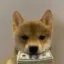 Dividend Dog icon