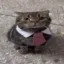 bizcat icon